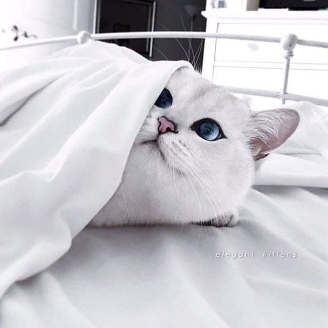 Британский КОБИ шиншилла — 1