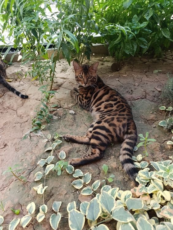 Mushuk sotilad tozza bengal — 1