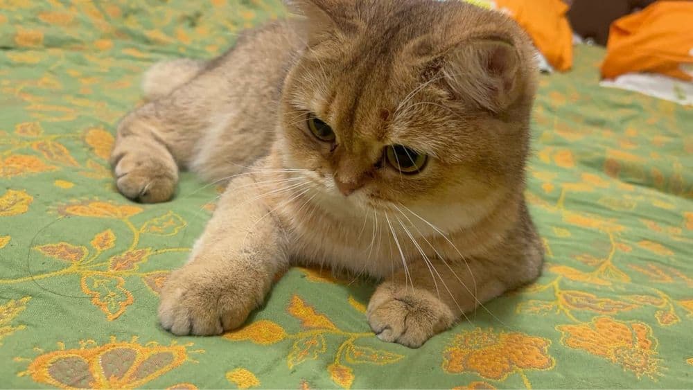 Чистокровная кошка.Британская золотая шиншилла.Девочка — 1