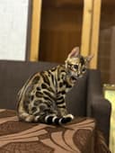 Срочно продается Бенгальская кошка
