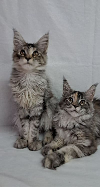 Продам котят мейнкунов — 1