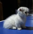 Уникальный редчайший котенок в Узбекистане чистокровнВислоухий манчкин