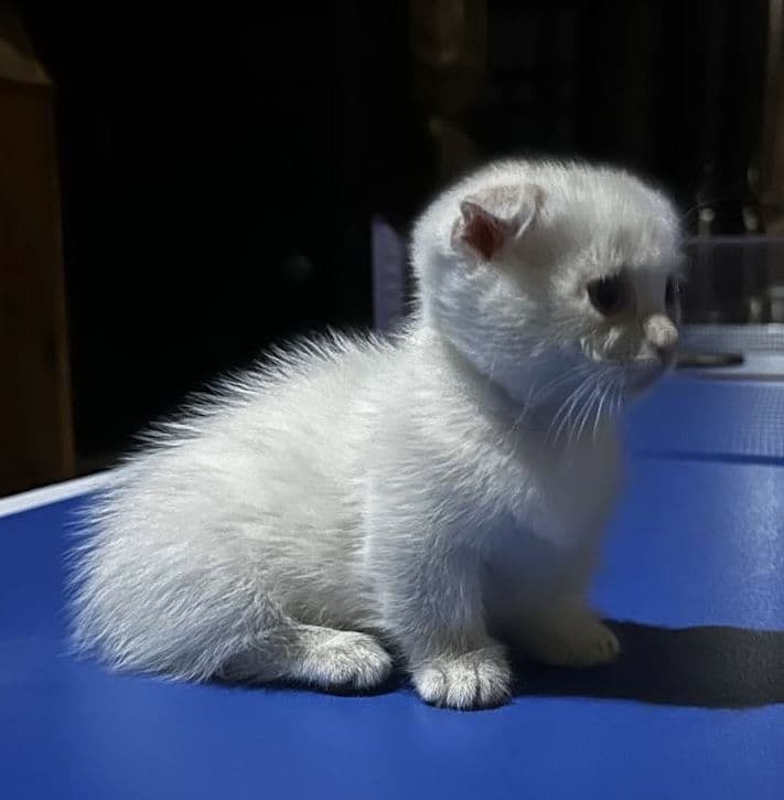 Уникальный редчайший котенок в Узбекистане чистокровнВислоухий манчкин — 1