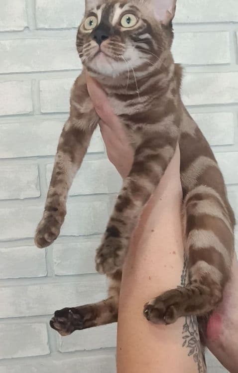 Бенгальские котята — 1