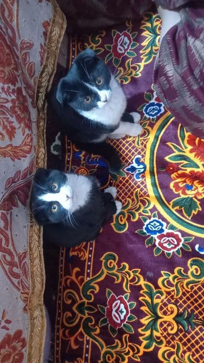 Chiroyli mushuk ikkita — 1