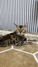 Продаю бенгальского кота