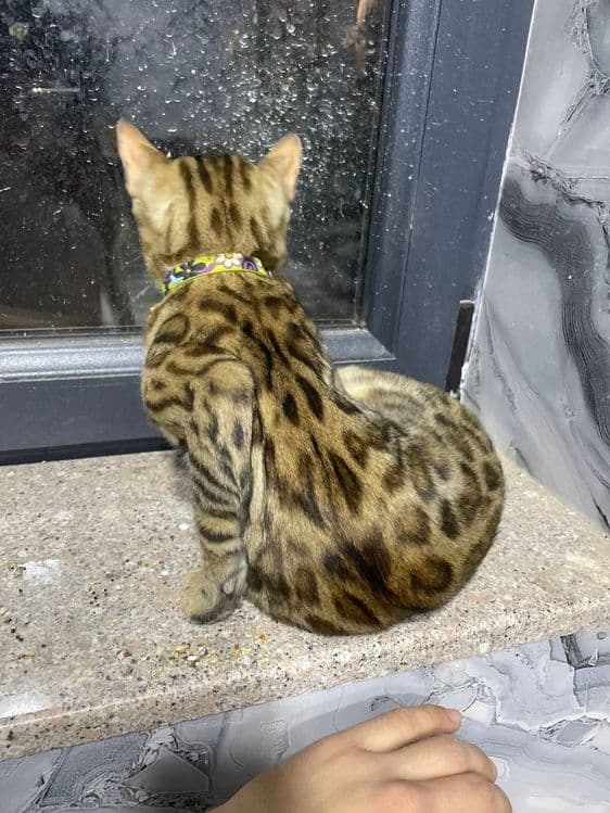 Mushuk bengal sotiladi srochna — 1