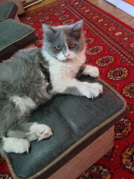 Скотиш страет. Хеланд. — 1