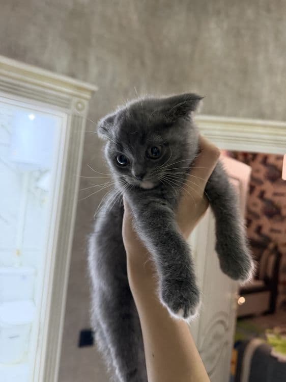 Британские вислоухие котята мальчики — 1