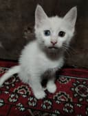 Turetskiy angora