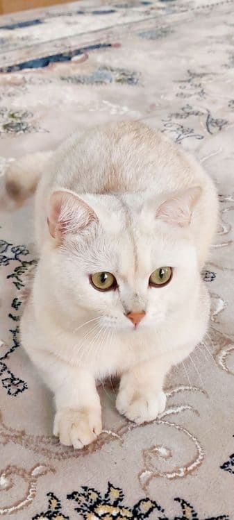 Вияска хизмати — Зотдор Бритиш Шиншилла эркак мушук — 1