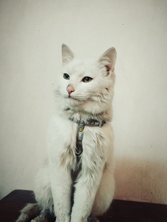 Mushuk sotiladi! — 1