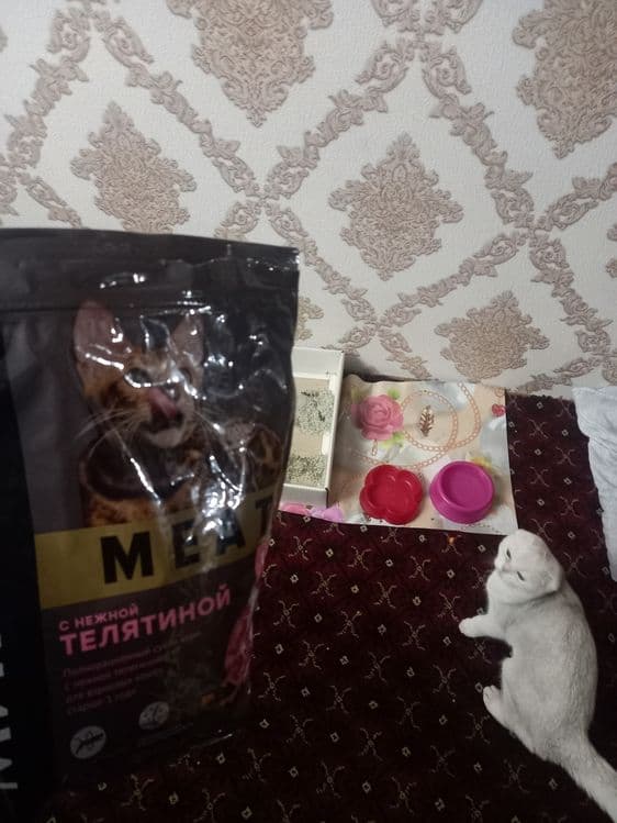 Mushuk sotiladi zotdor qolga orgatilgan pokiza mushuk — 1