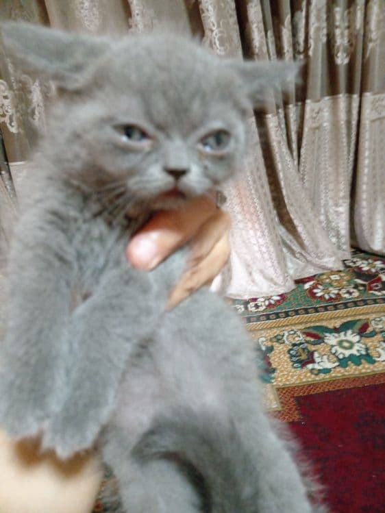 Британ мушукчалар сотилади — 1