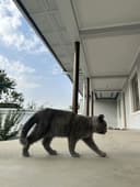 кошка : скоти страйт