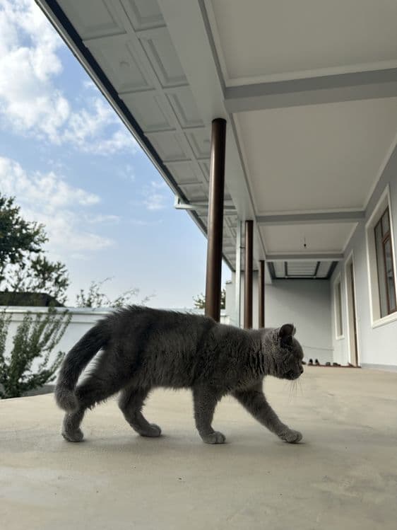 кошка : скоти страйт — 1