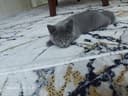 Котёнок Мушик продаётся