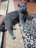 скотиш страйт киз бола
1 йошдан ошган
2 коринга тугиб боларини катта