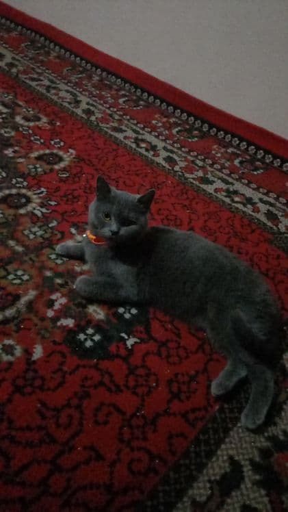 Британ Мушук Сотилади 9 ойлик — 1