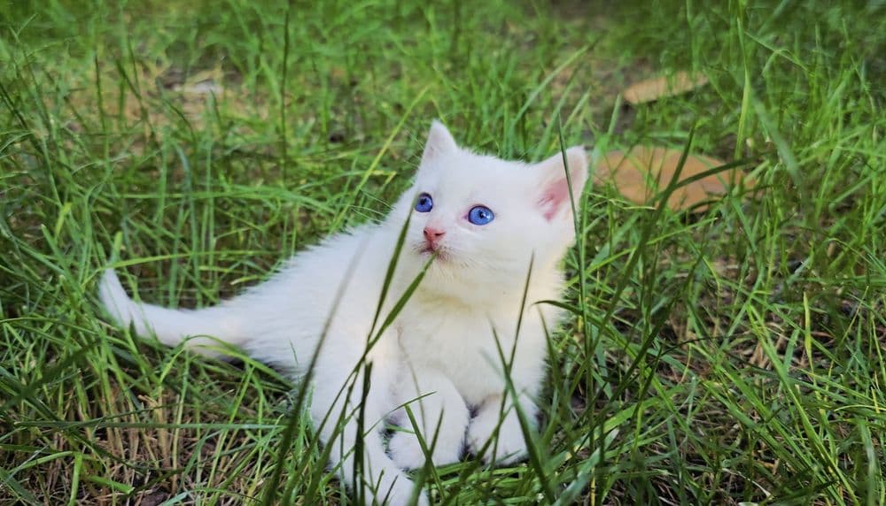 British Shorthair (Moviy ko‘z)
Qiz bola
Sovg‘a bob.
Ovqatga o‘tgan. — 1
