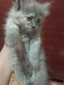 Породистые котята 2 месячные