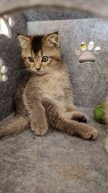 Продаются котята шиншиллы — 1