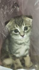 Scottish fold mushukchalar sotiladi