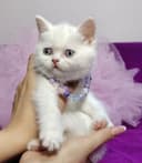 Британская девочка белого окраса с голубыми глазами