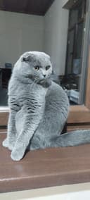 Киз мушук сотилади