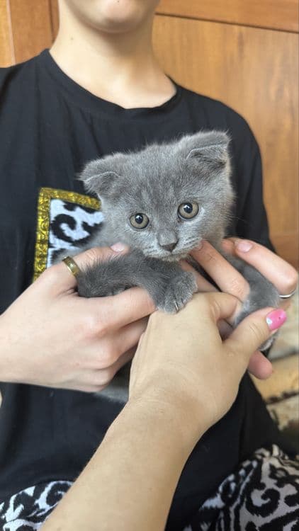 Милые котята шотладские вислоухие — 1