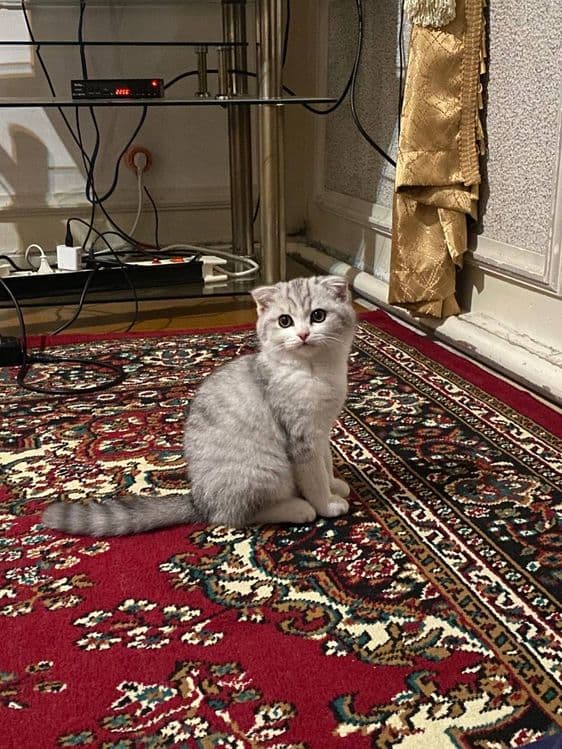 Серебристый шиншилла — 1