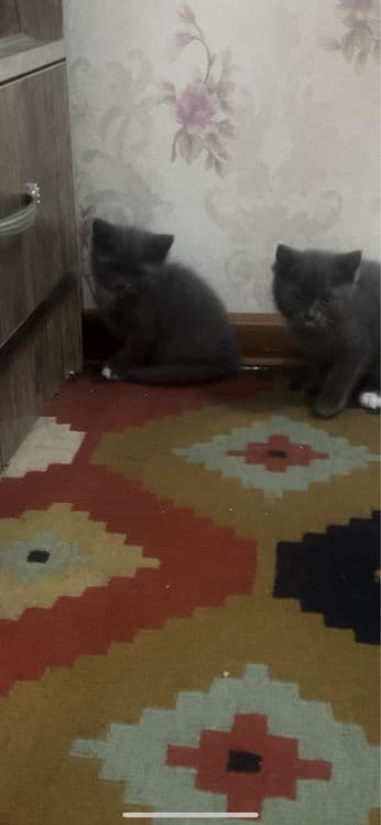 Шотландский прямоухие — 1