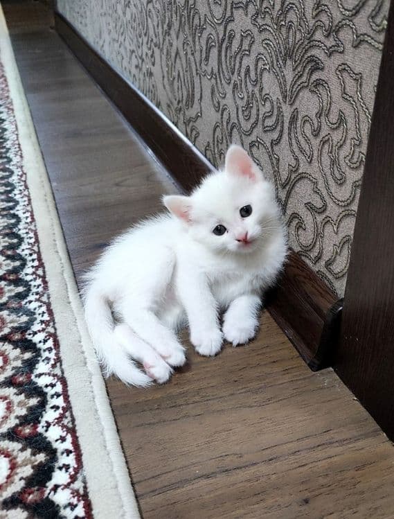 Пародистые котята — 1