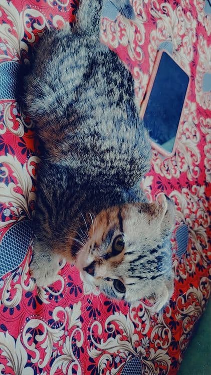 3 oylik aqili mushuk faqat oladigonlar tel qilsin bekorchilaga emas — 1