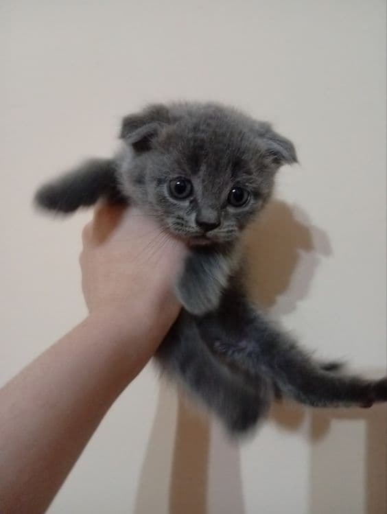 Scottish Fold mushuki sotiladi — 1