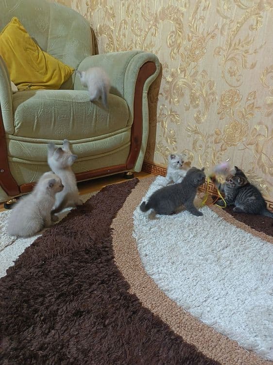 Домашние животные — 1