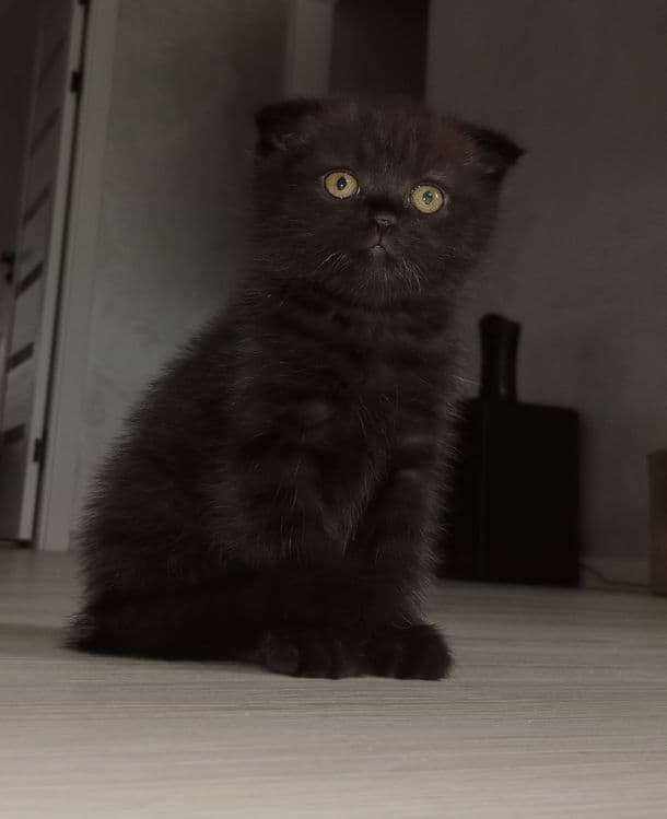 Продам котят хайленд фолд и хайленд страйт — 1