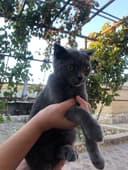 Кот Скоттиш фолд