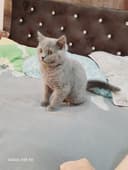 Zotdor mushukcha
