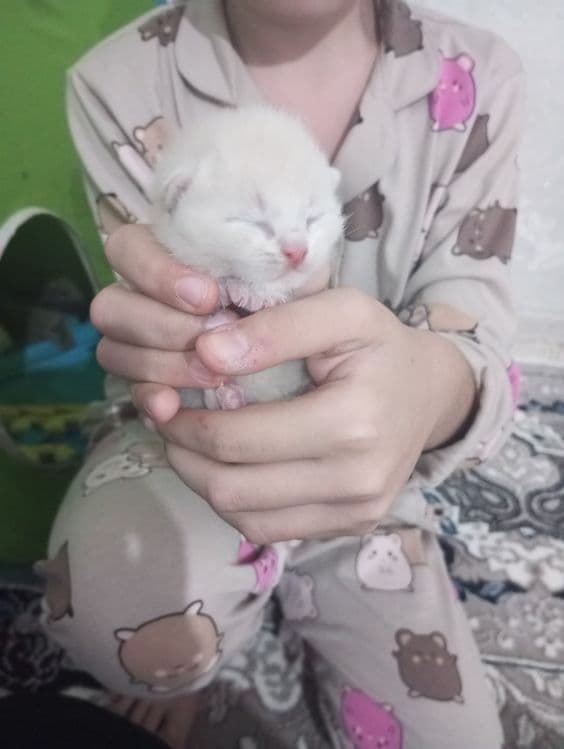 Продаются шотландские милые котята — 1