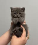 Продаются котята