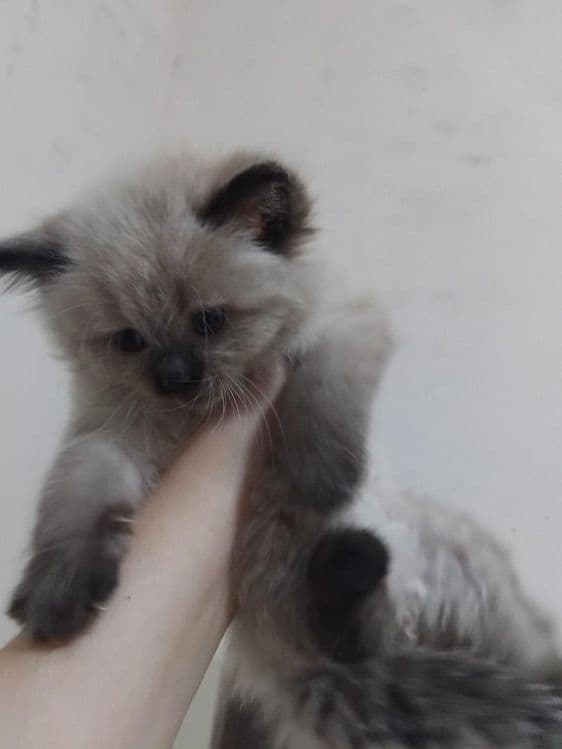 Котёнок на продажу — 1