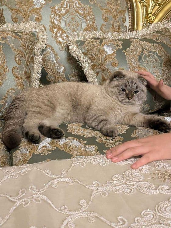 Продается кот полтора года скоттиш фолд — 1