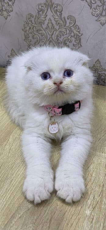 Продаются очень умные котята — 1