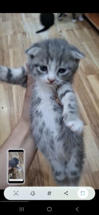 Продаются веслоушки котята 350 000 сум — 1