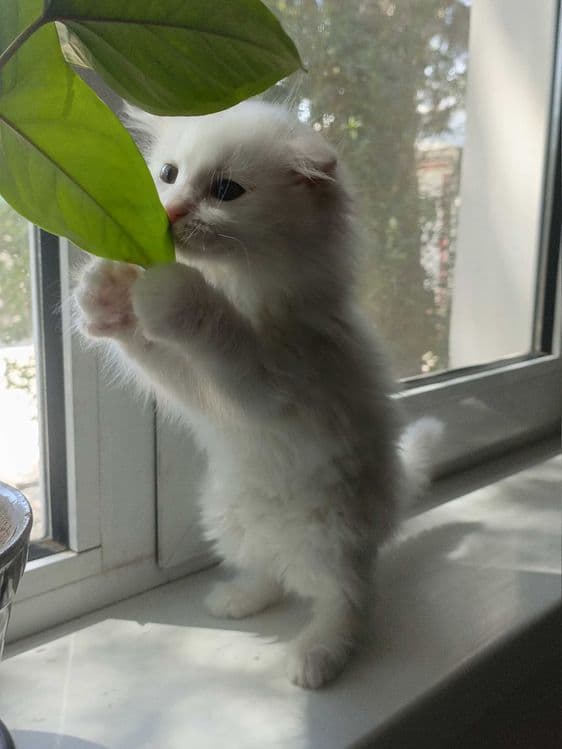 Продается вислоухий котенок. — 1