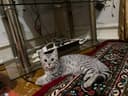 Срочно шиншилла сотилади мушукча