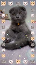 Продаётся чистокровный котёнок