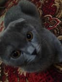 Scottish fold mushuk sotiladi