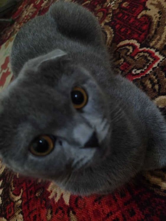 Scottish fold mushuk sotiladi — 1